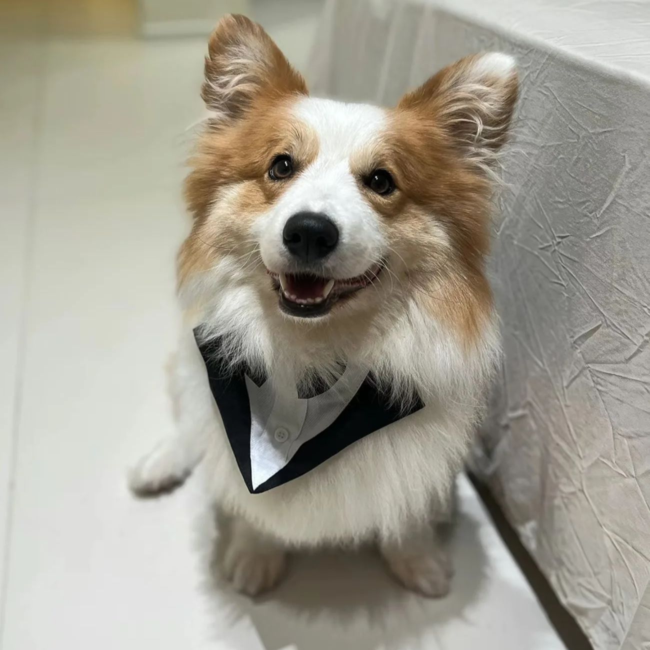 Pet Dog Clothes Fashion Party  - đánh giá và giá Suit Supply Wedding Party
